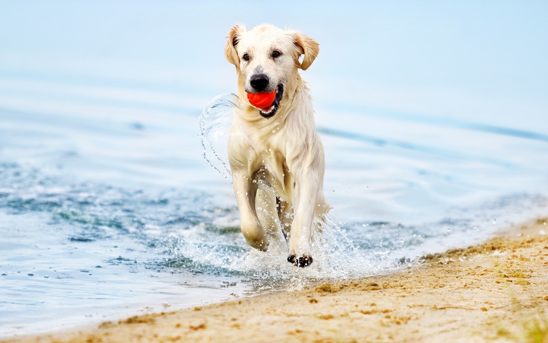Vacanze Pet Friendly